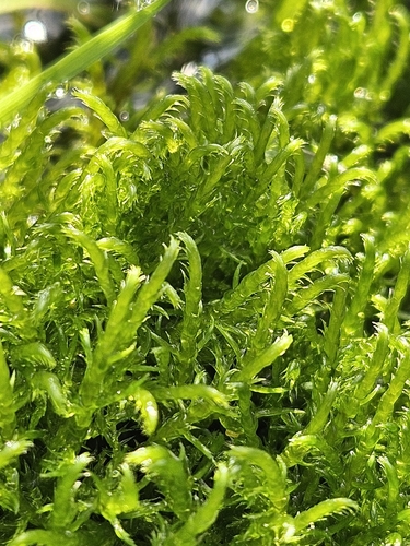 Sarmentypnum exannulatum observed 2026-08-19