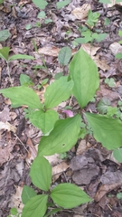 Trillium catesbaei
