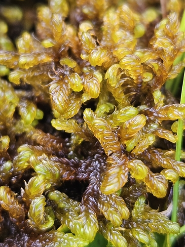 Scorpidium cossonii observed 2026-08-19