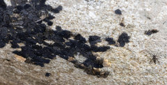 Pachybates incompletus