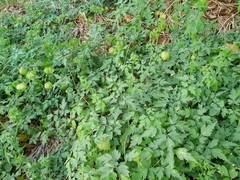 Cardiospermum halicacabum