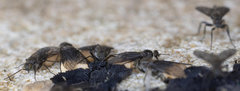 Pachybates incompletus