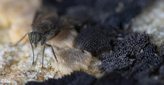 Pachybates incompletus