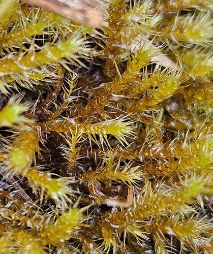 Campylium stellatum observed 2026-08-19