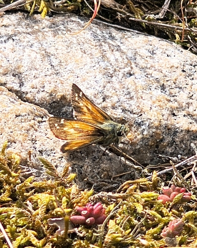 Common Branded Skipper