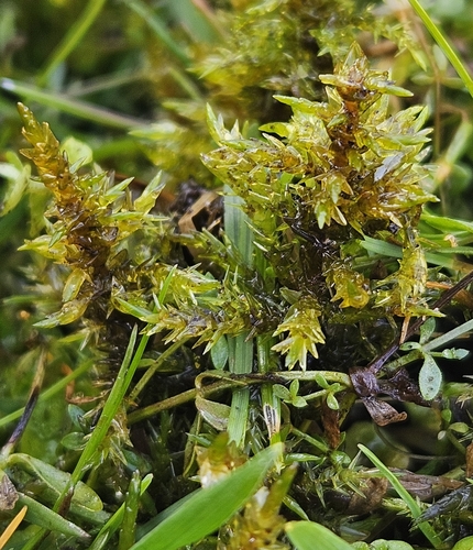 Calliergon giganteum observed 2026-08-19