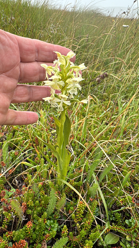 Platanthera lacera observed 2026-08-21