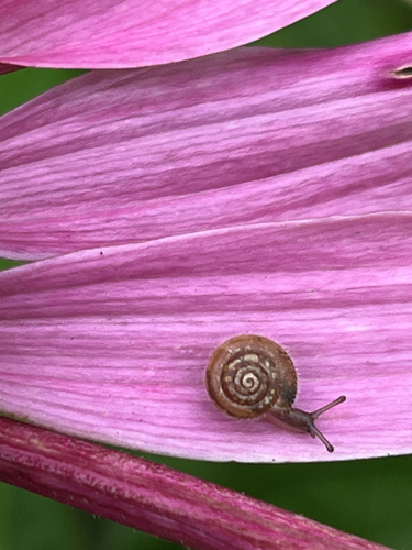 Hairy Snail