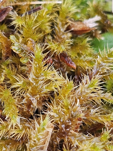 Campylium stellatum observed 2026-08-19