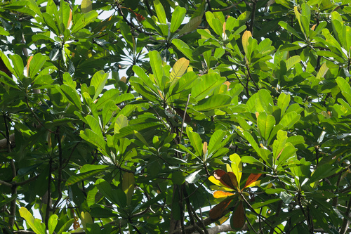 Campnosperma auriculatum, photograph 1