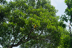 Campnosperma auriculatum