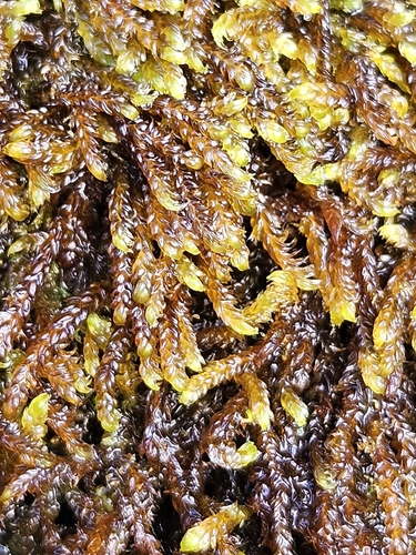 Hygrohypnella ochracea observed 2026-08-19