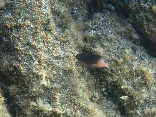 Stegastes fasciolatus observed 2026-08-18