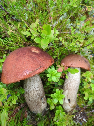 Leccinum vulpinum — no rights reserved
