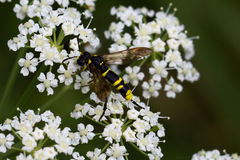 Tenthredo marginella