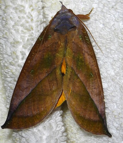 Eudocima aurantia
