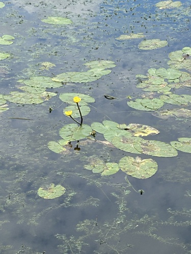 Наблюдение на iNaturalist