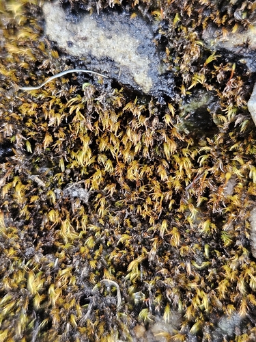 Dicranella rufescens observed 2026-08-19