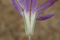 Brodiaea terrestris kernensis