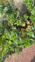 Artemisia
