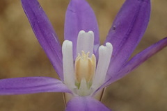 Brodiaea terrestris kernensis