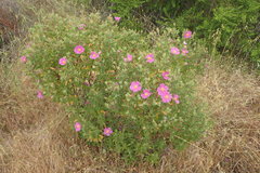 Cistus creticus eriocephalus