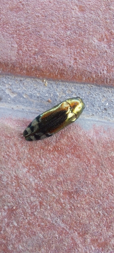 metallic wood-boring beetle