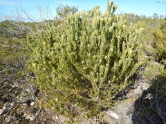 Leucadendron meridianum, photograph (c) James Deacon, some rights reserved (CC BY-SA)