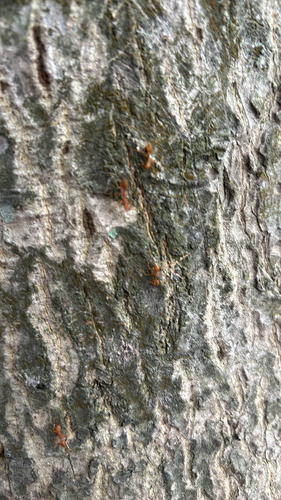 Asian Weaver Ant