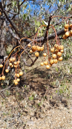 Chinaberry