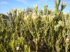 Leucadendron meridianum, photograph (c) James Deacon, some rights reserved (CC BY-SA)