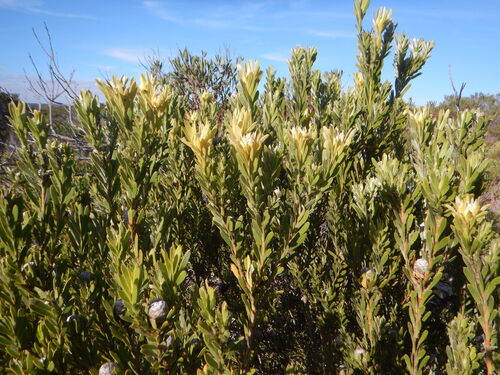 Leucadendron meridianum, photograph 6