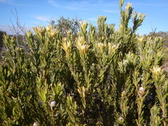 Leucadendron meridianum, photograph (c) James Deacon, some rights reserved (CC BY-SA)