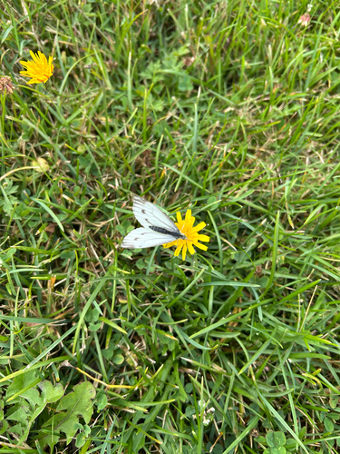 Green-veined White