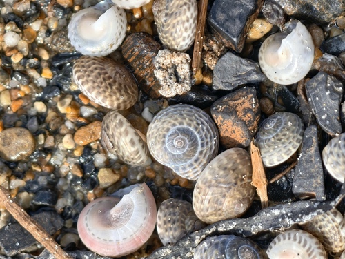 Umbonium costatum observed 2026-08-22