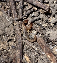 Cazierius gundlachii