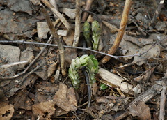 Hylotelephium verticillatum