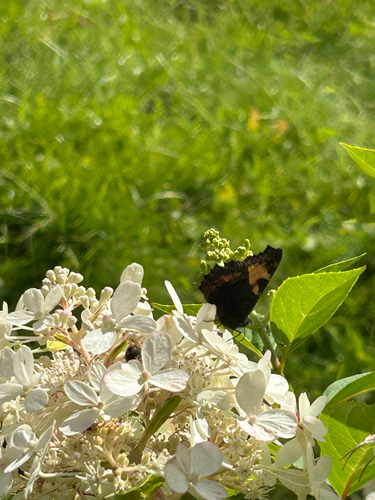 Small Tortoiseshell