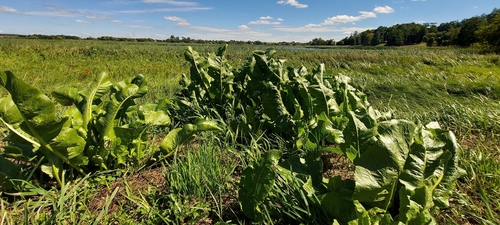 Horseradish
