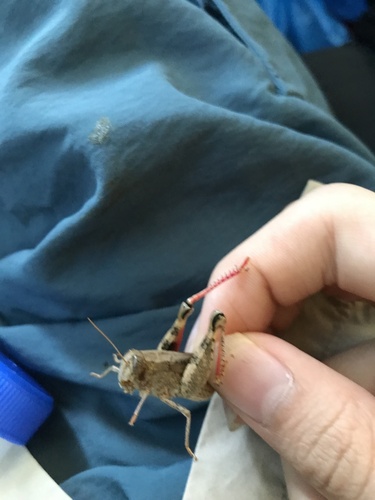 Barbary Grasshopper