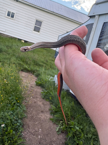 Red-bellied Snake