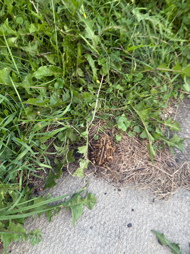 American Toad