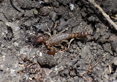 Cazierius gundlachii