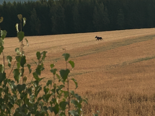 Moose