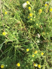 Matricaria