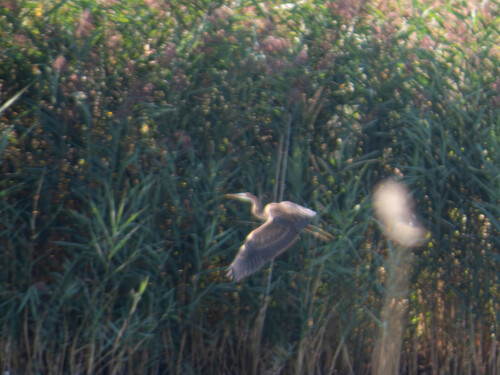 Purple Heron
