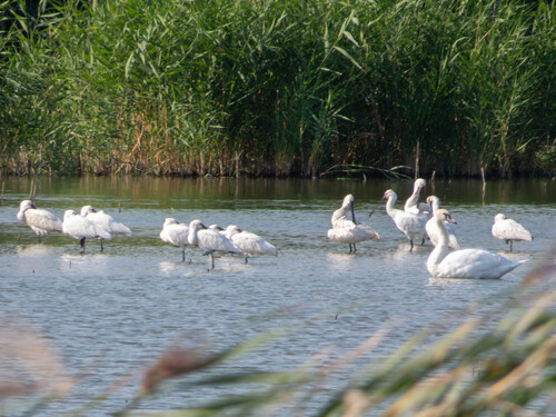 Eurasian Spoonbill