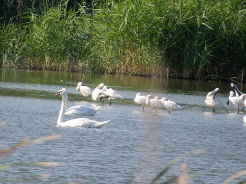 Mute Swan