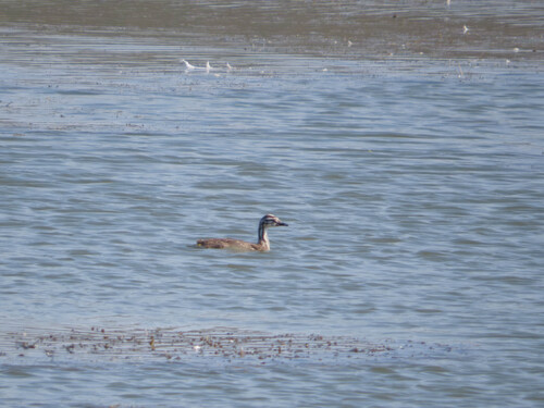 Great Crested Grebe