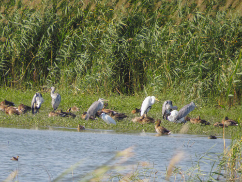 Great Egret